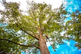 How Our Tree Care Process Works  in  Logan, IA
