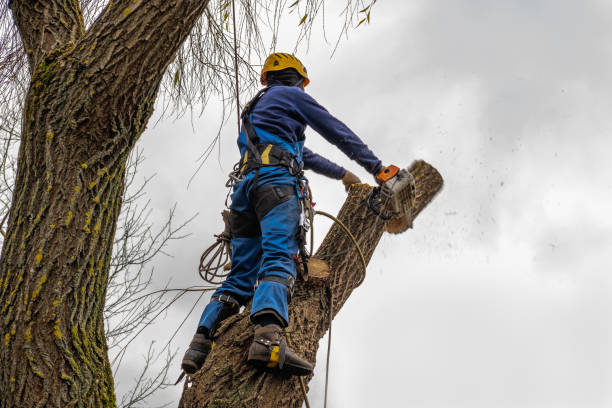 Best Fruit Tree Pruning  in Logan, IA
