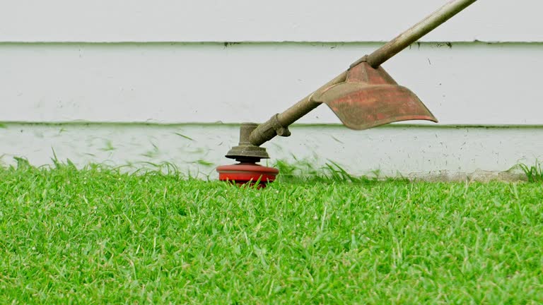 Reliable Logan, IA Tree Services Solutions