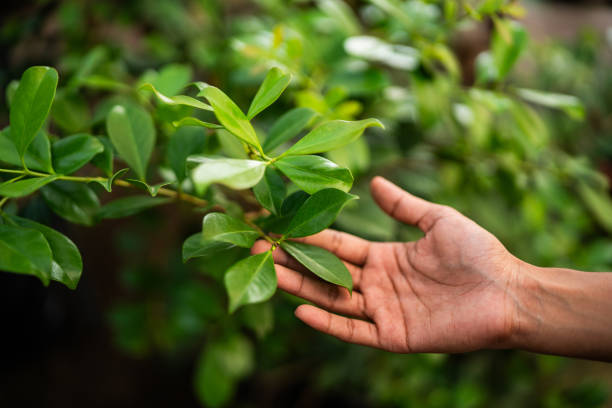 Best Pest Control for Lawns  in Logan, IA