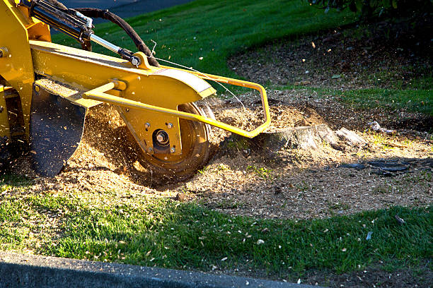 Best Weed Control  in Logan, IA